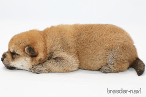 成約済の神奈川県の柴犬-351653の3枚目